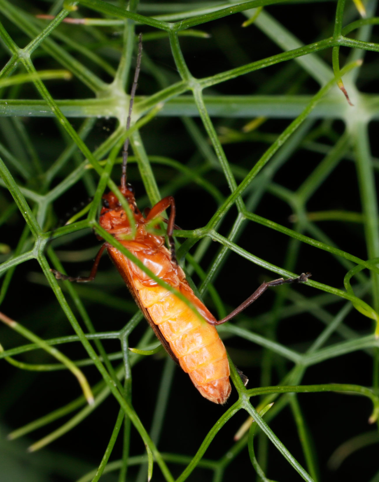 Cantharidae: Rhagonycha fulva